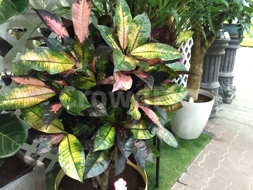 열대식물,화분,꽃,식물,식물원,꽃집,잎사귀,식물,자연,plants,nature