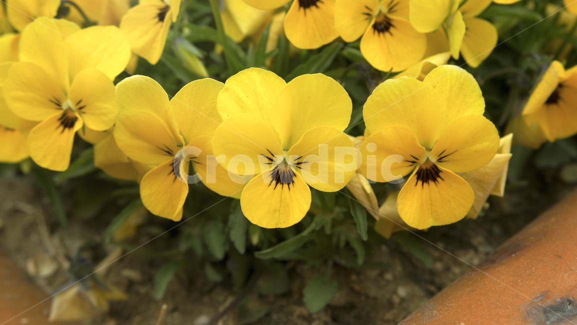 팬지꽃,팬지,노랑,노랑꽃,화단,정원,꽃,꽃배경,자연,식물,화분,pansy,yellow,yellowflower,garden,flowergarden,flower,flowerpot,plants,nature,flowerbackground