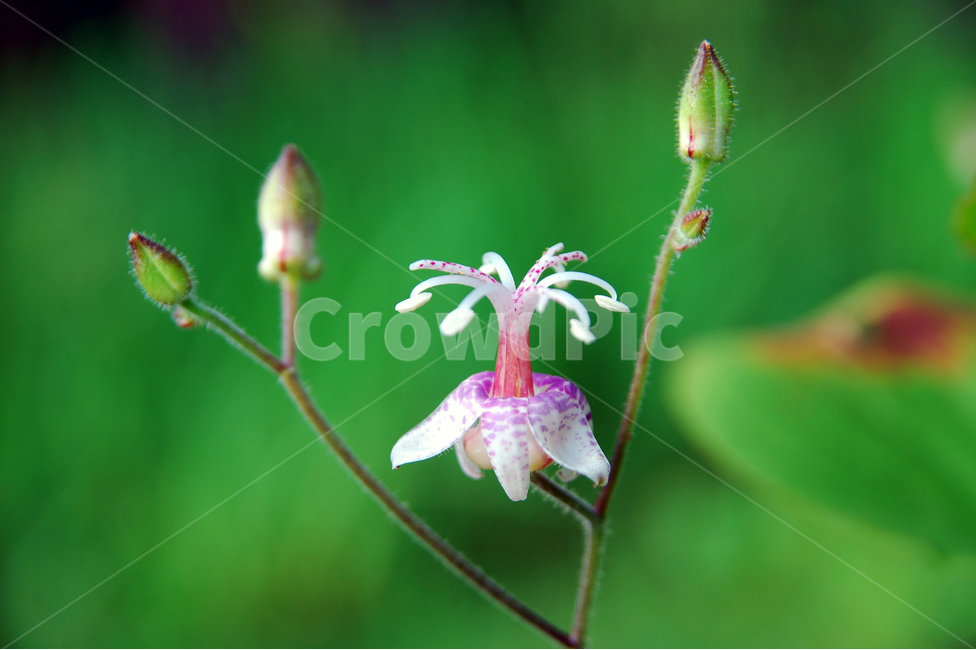 뻑꾹나리,백합과,여름꽃,야생화,여름야생화,식물,자연,plants,nature,꽃,flower