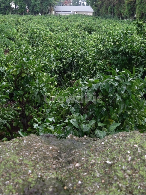 청귤,담,제주,식물,귤,식물,자연,plants,nature