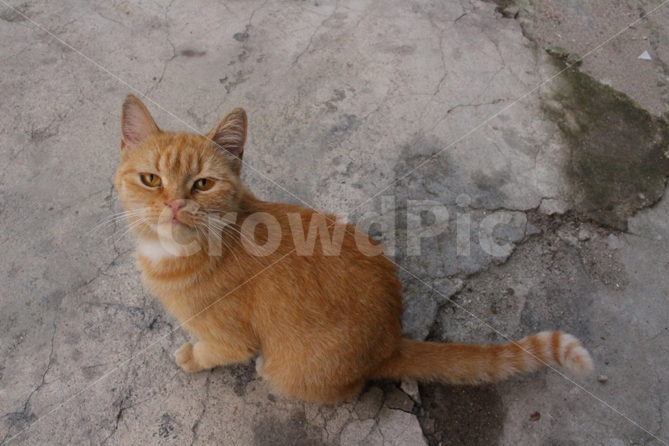 고양이,반려동물,동물,시선,호기심,색감,동물,animal,포유류,mammal,고양이,cat,kitten,kitty