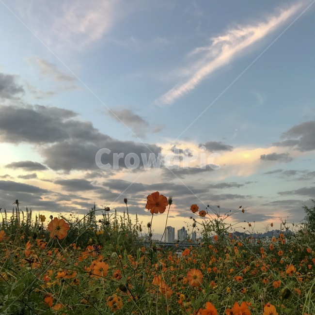 꽃,가을,하늘,flower,감성,가을,계절,fall,autumn,season,식물,자연,plants,nature,꽃,flower,weather,날씨