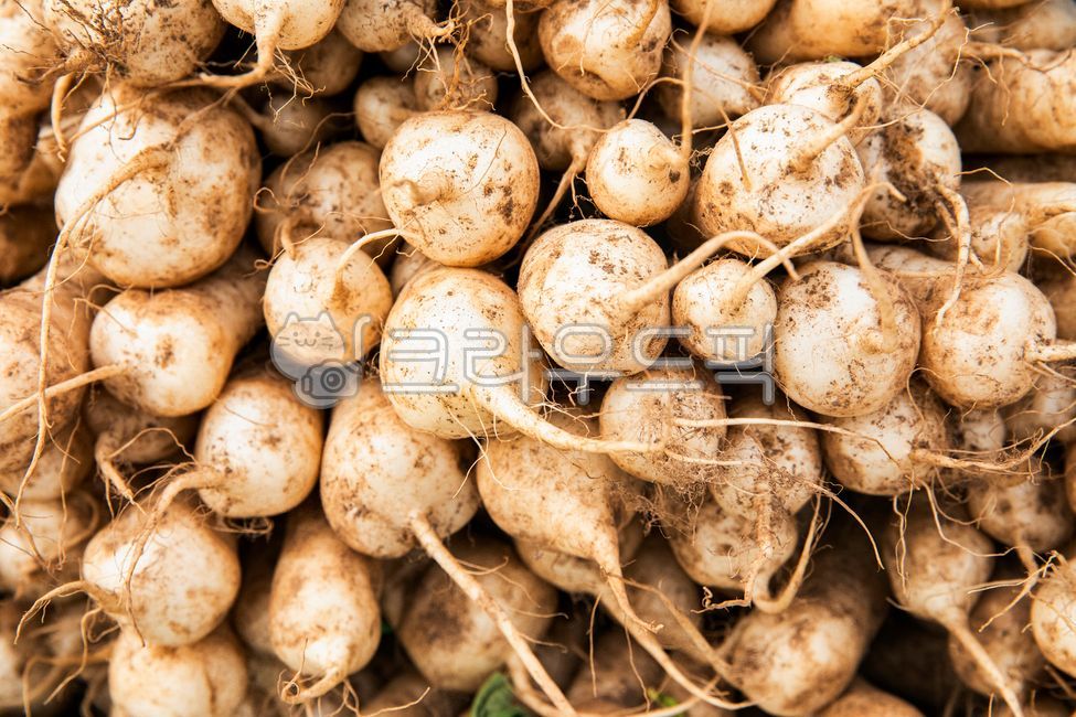 무우,무우김치,무우밭,무우반찬,김치,김장,무우시래기,시래기,채소,야채,식품,식물,음식,반찬,요리,동치미,무우말랑이,식사,무우말랭이,순무,무우농장,가을,총각김치,깍두기김치,radish,radishkimchi,radishfield,radishsidedish,kimchi,makingkimchi,shiraege,radishradish,japaneseradish,bachelorkimchi,kkakdugikimchi,plant,sidedish,foodcooking,shiraegi,농장,farm,autumn,vegetable