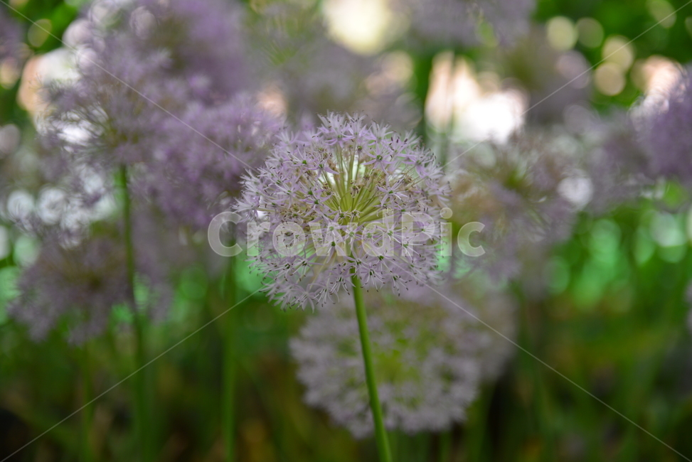 꽃,작은꽃,plant,식물,민들레같은꽃,flower