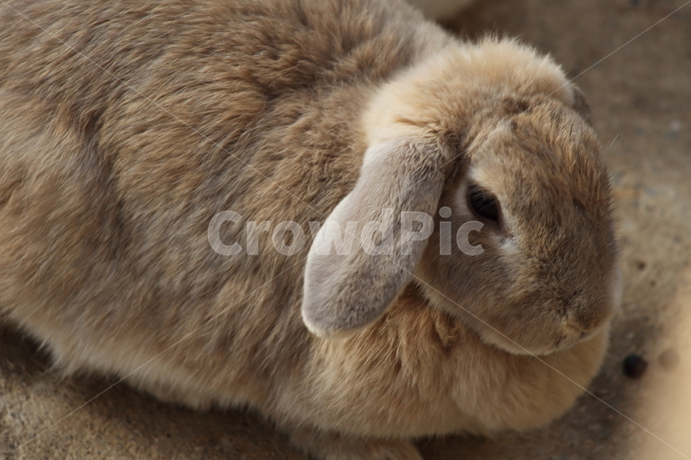 토끼,동물,포유동물,동물원,rabbit,동물,animal,포유류,mammal