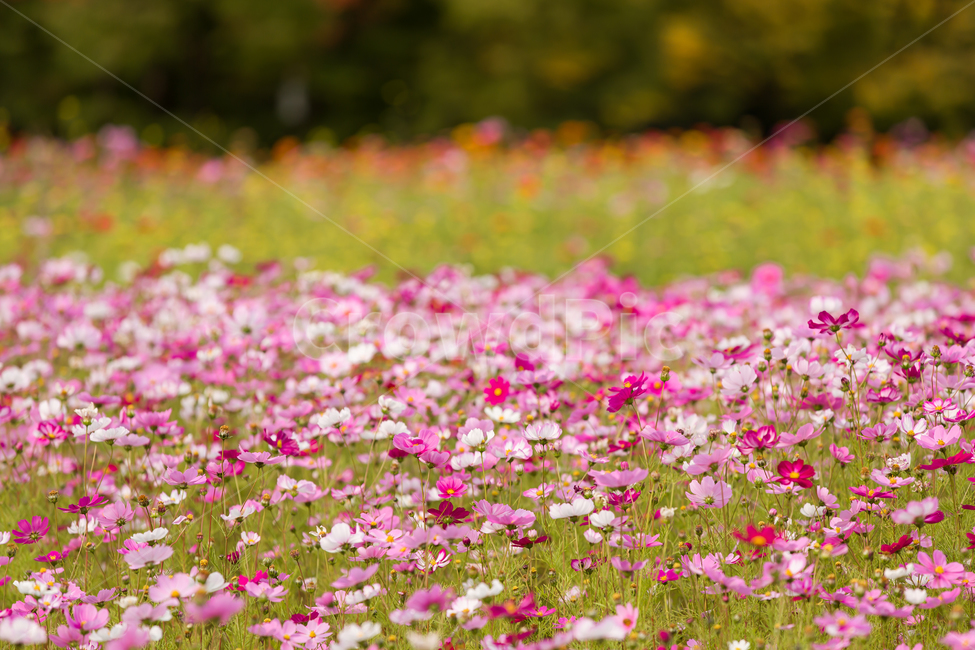 코스모스,가을배경,코스모스배경,꽃배경,cosmos,pink,flower,가을,예쁜꽃배경,꽃,자연,핑크꽃,식물,자연,plants,nature,꽃,flower