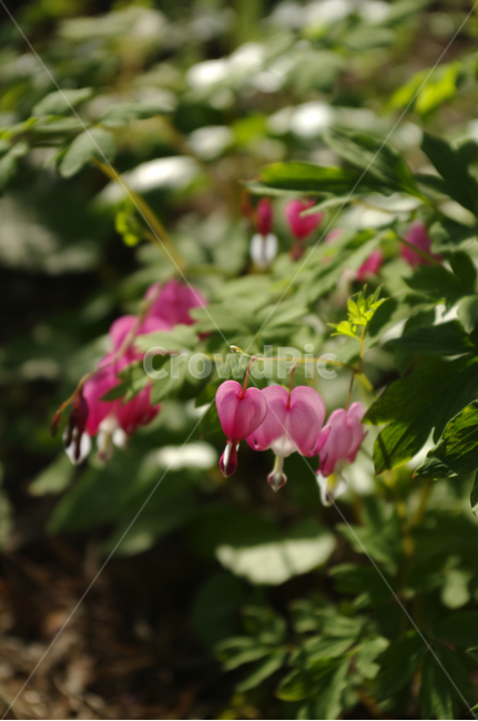 금낭화,꽃,flower,식물,plant,식물,자연,plants,nature,꽃,flower