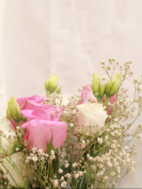 꽃,장미,꽃봉우리,스튜디오,정물,사물,오브젝트,안개꽃,꽃,flower
