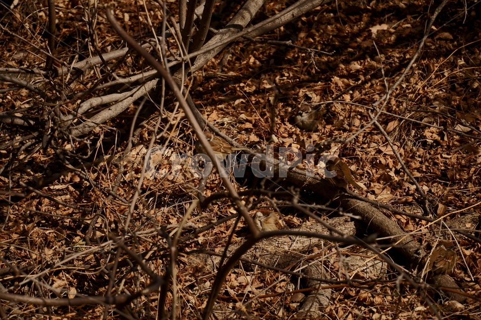 참새,참새무리,숲,새,둥지,자연,풍경,nature,landscape,ground,바닥