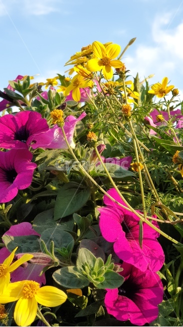 페튜니아,꽃,식물,flower,핑크색꽃