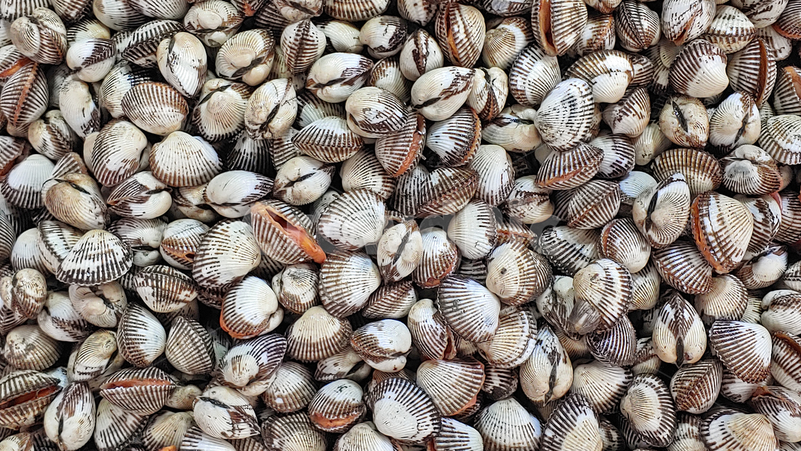 꼬막,참꼬막,수산물,어패류,해물,먹거리,음식,푸드,seafood,food,수산시장,어시장,해산물,식자재,식재료,국내산,토종,국산,동물,해양생물,배경,바탕,백그라운드,shellfish,clam,seashell,싱싱한,신선한,fresh,패류,조개,수산물,해산물,fishery products,seafood