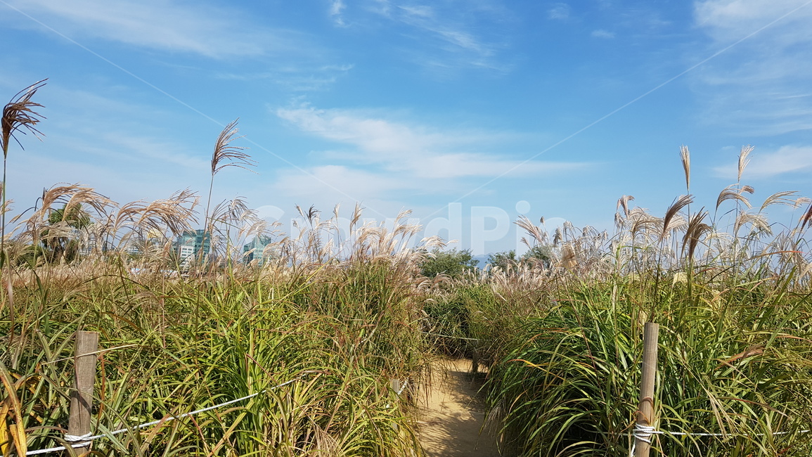 갈대,가을,갈대숲,계절,날씨,하늘,구름,갈대숲길,하늘공원,갈대축제,억새풀,grass,plant,식물,lawn,soil,흙,식물,자연,plants,nature