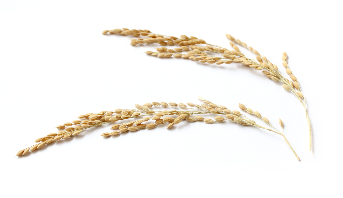 쌀,벼,곡식,곡물,음식,식재료,요리,곡류,rice,cereal,dry,ear,farming,food,gold,grain,harvest,isolated,korea,meal,nutrition,organic,plant,seed,yellow,cook,곡류,곡식,cereals,누끼,remove background