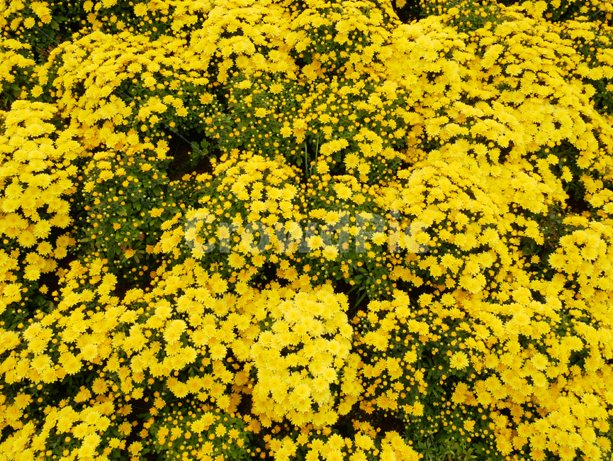 노랑,꽃,계절,식물,자연,season,plants,nature,flower,식물,자연,plants,nature,꽃,flower