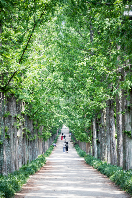 전남나주,산림자원연구소,메타세콰이어,길,아름다운길,나무,자연,풍경,nature,landscape,사람들,대중,군중,other people,crowd,garden,정원,outdoors,옥외,arbour,정자