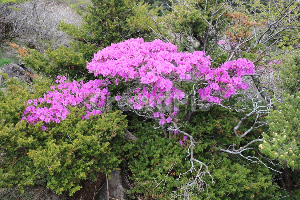 제주도,한라산,진달래,야생화,분홍꽃,봄,풍경,초록,연분홍,계절,식물,자연,꽃,핑크,나무,플라워,산속