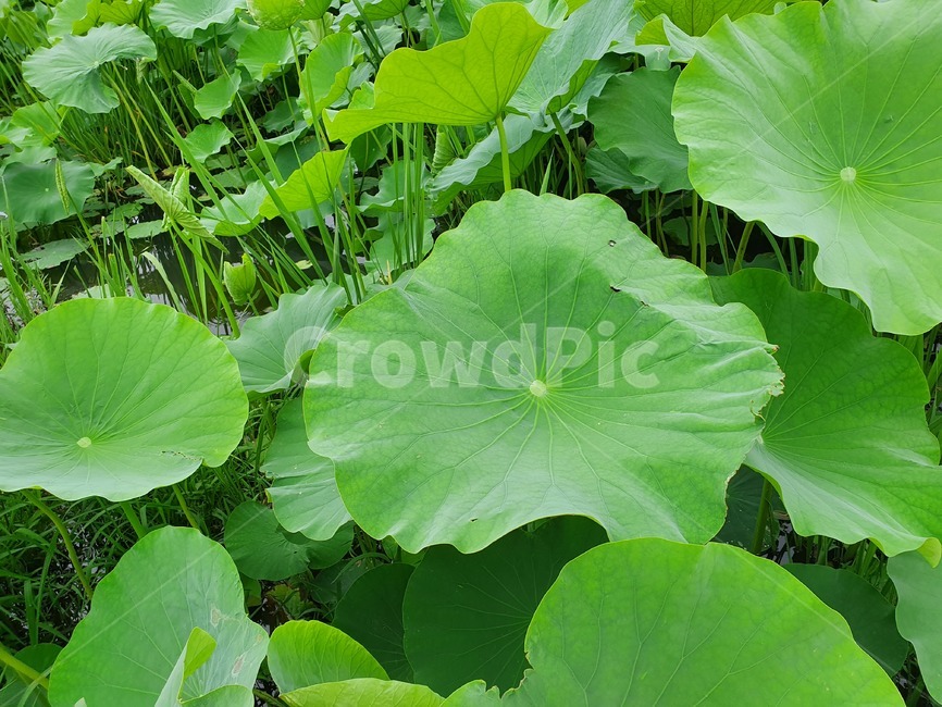 연잎,수생식물,불교,식물,leaf