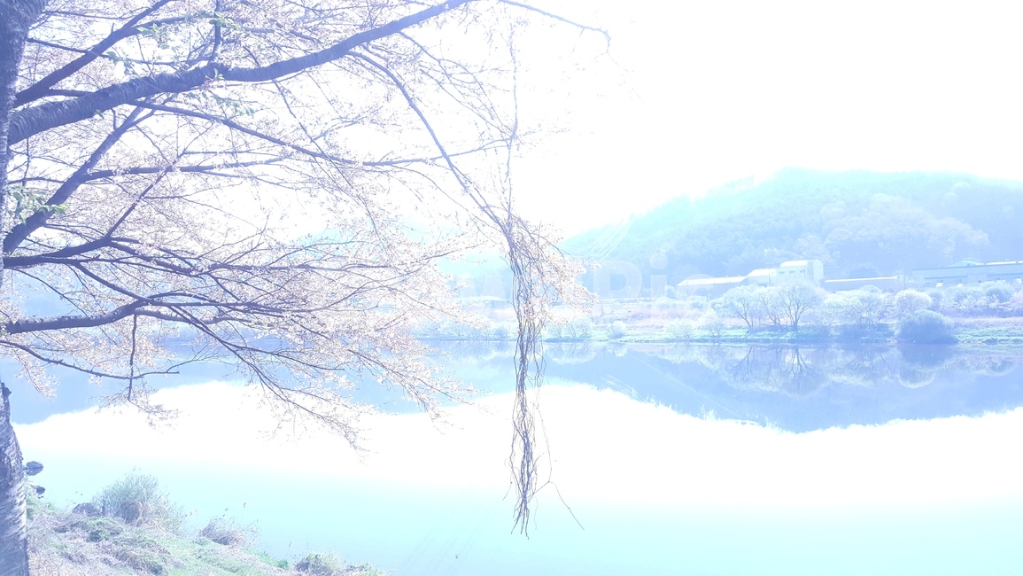 자연,봄,꽃,강변,금강,세종시,부강면,식물,자연,plants,nature,꽃,flower