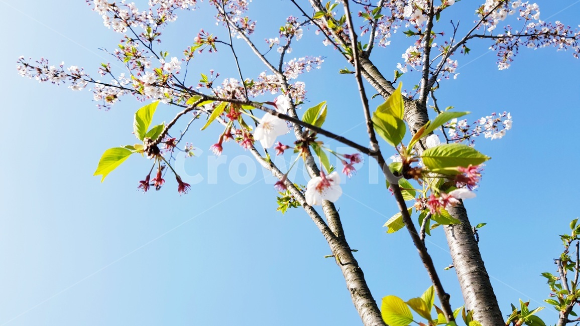 꽃나무,봄,자연,정원,가든,식물,자연,plants,nature,꽃,flower