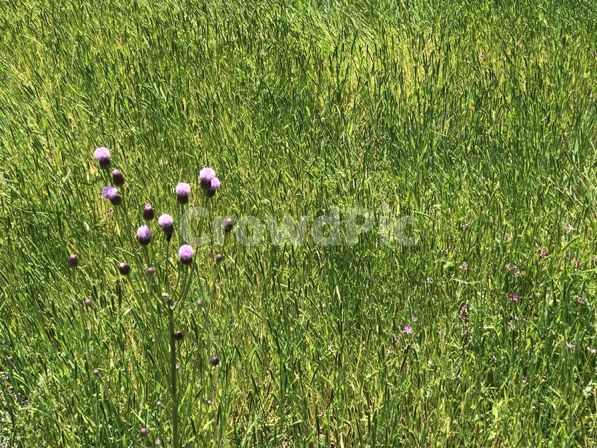 꽃,봄,풀,식물,풍경,초록