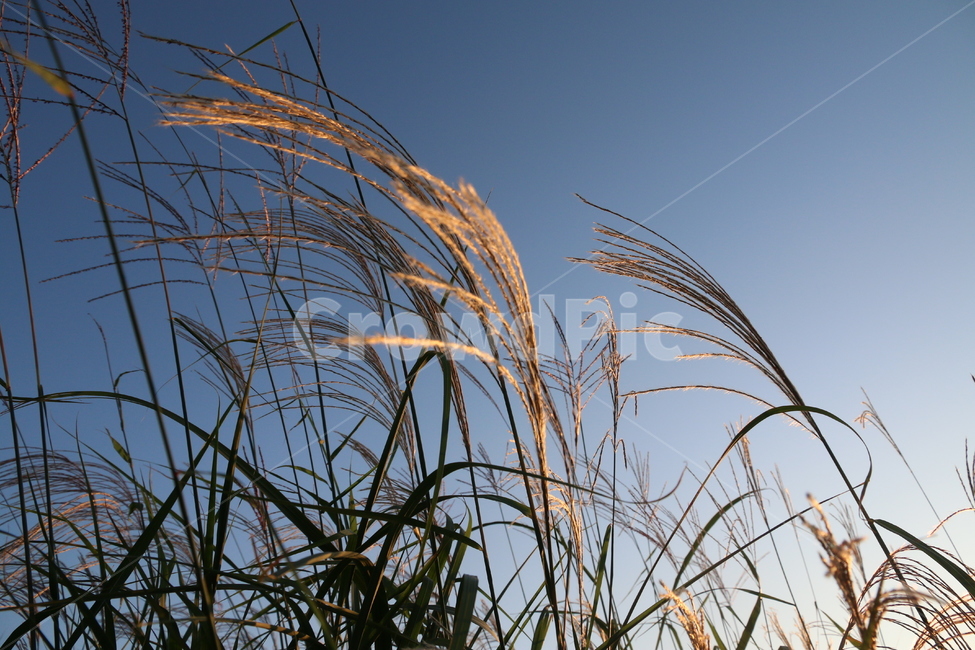 식물,하늘,plant,가을,lawn,억새,갈대,grass,식물,자연,plants,nature