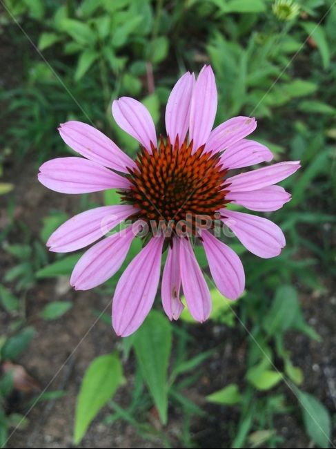 꽃,분홍,플라워,flower,꽃집
