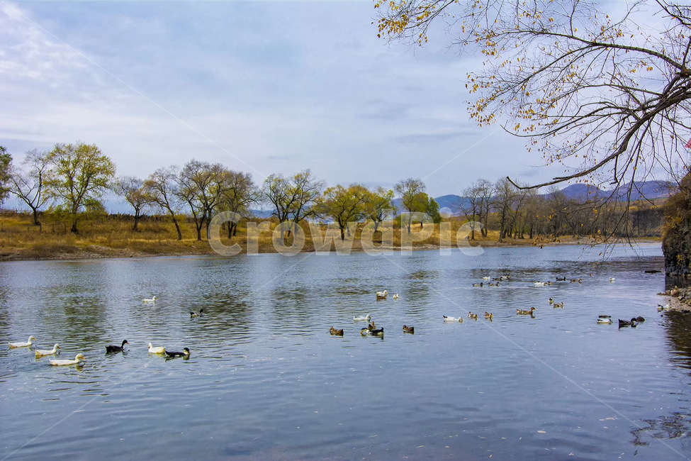 호수,자연,오리,가을,nature,water,물,자연,풍경,nature,landscape,동물,animal,조류,새,birds,outdoors,옥외,lake,land,땅