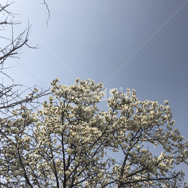 목련,꽃,나무,하늘,flower,식물,자연,plants,nature,꽃,flower