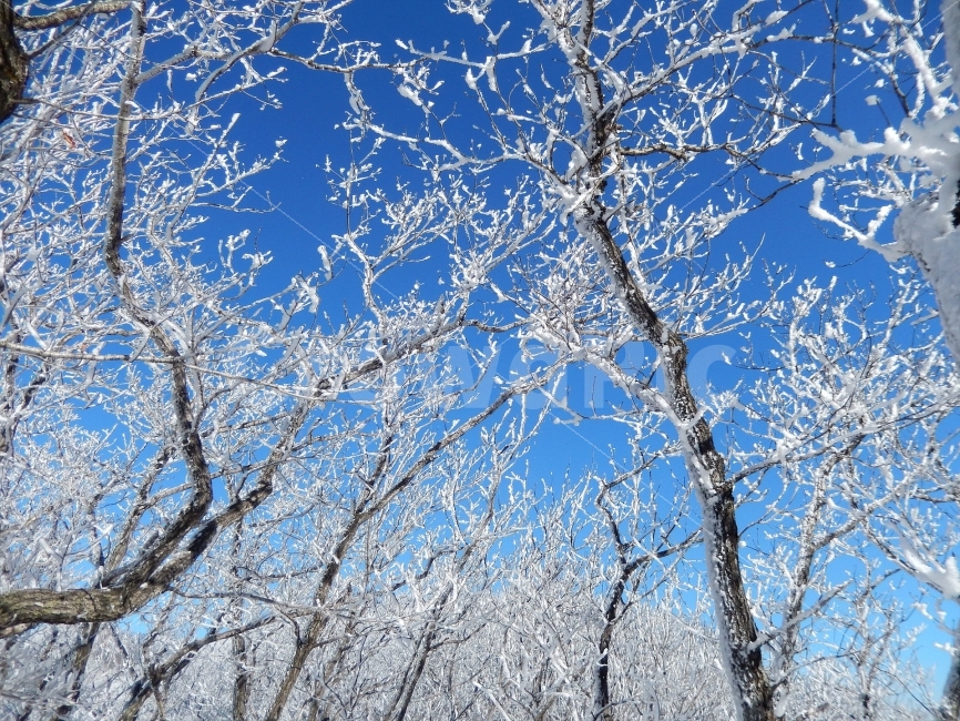 민주지산,눈꽃풍경,상고대,겨울풍경,겨울동화,눈풍경,파란하늘,100대명산,겨울명산,설경,서리꽃,영동,자연,풍경,nature,landscape,겨울,계절,winter,season,outdoors,옥외,snow,눈,frost,서리