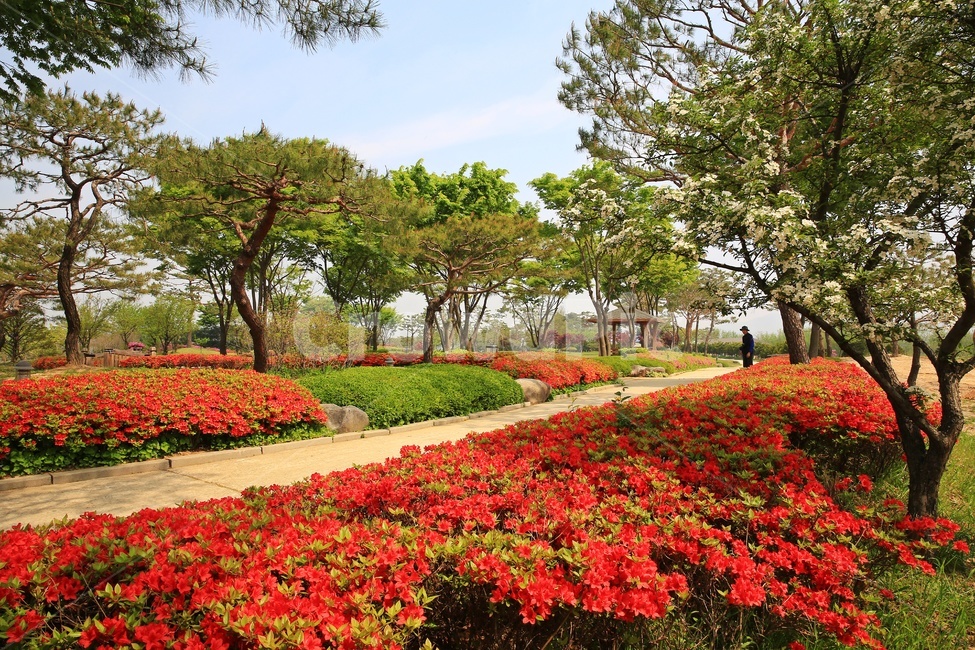 경기,안성,서일농원,tree,나무,treetrunk,나무줄기,grass,잔디,outdoors,옥외,plant,식물,ground,바닥,절쭉,철쭉꽃