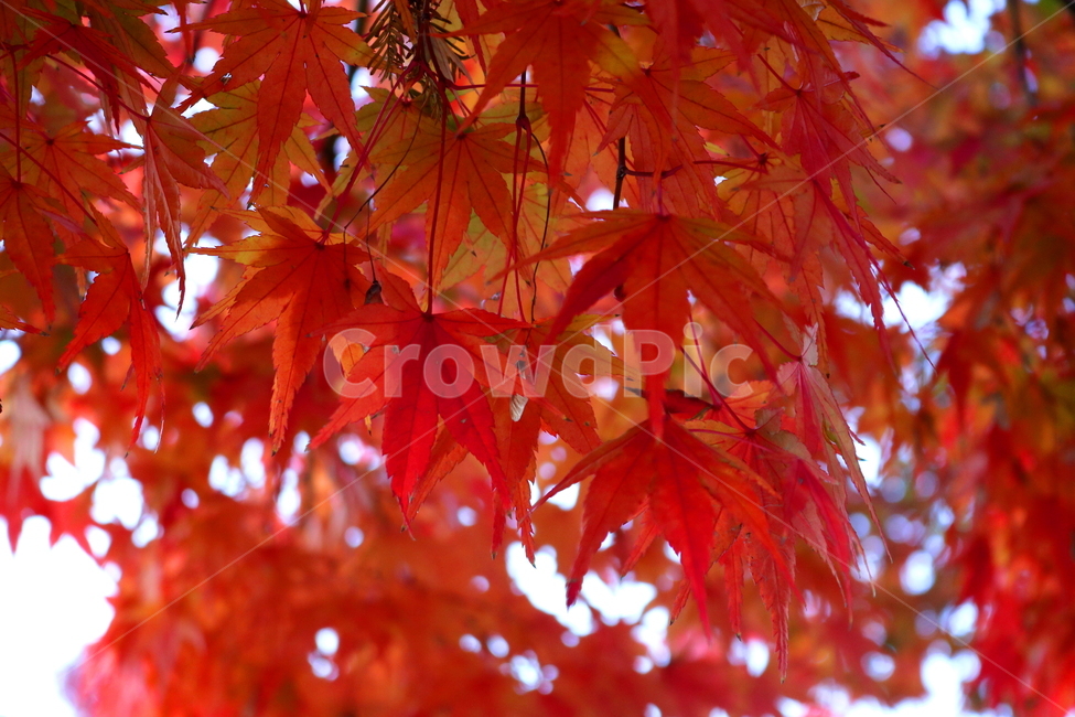 단풍,단풍나무,나무,식물,가을,자연,가을,계절,fall,autumn,season,식물,자연,plants,nature,plant,leaf,잎,tree,maple