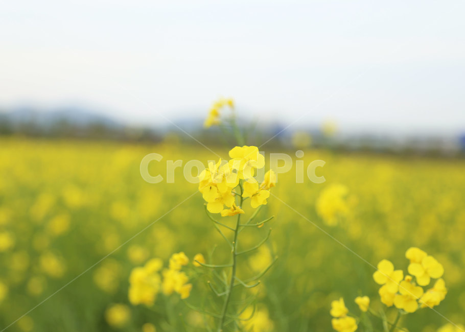 꽃밭,유채꽃,유채,꽃,봄,field,들,자연,nature