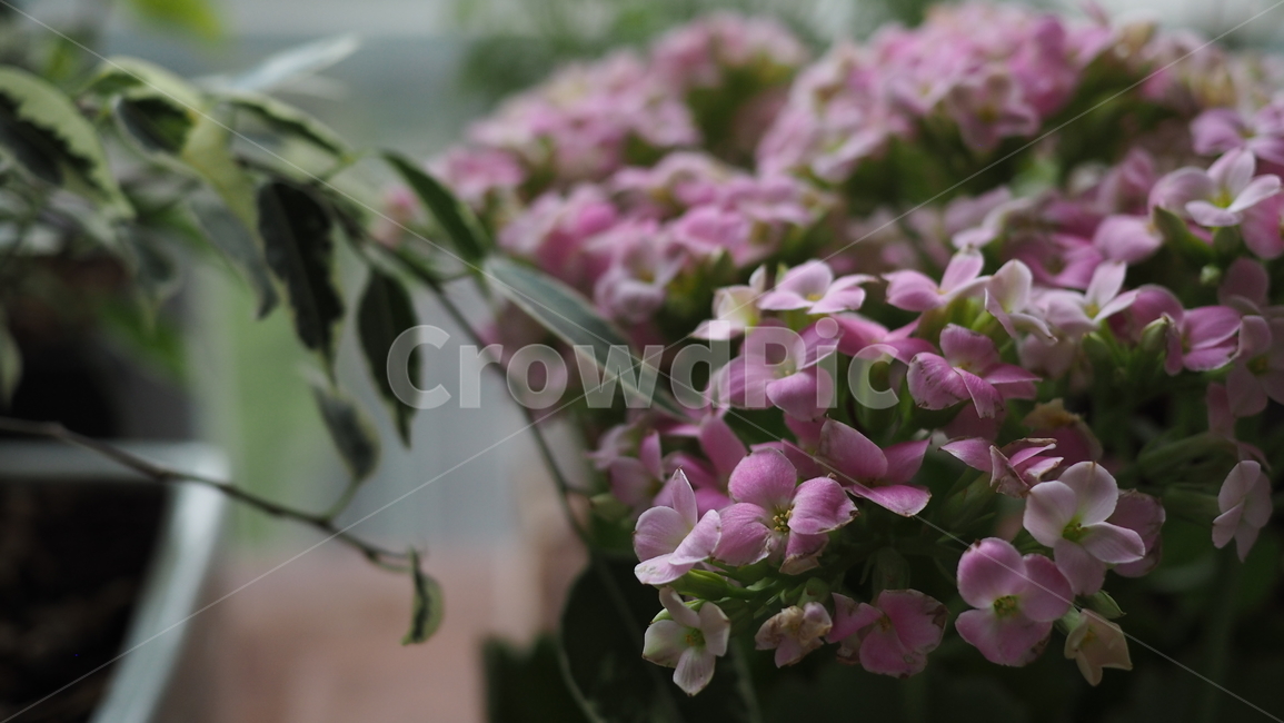 분홍꽃,분홍색,꽃,아웃포커스,flower
