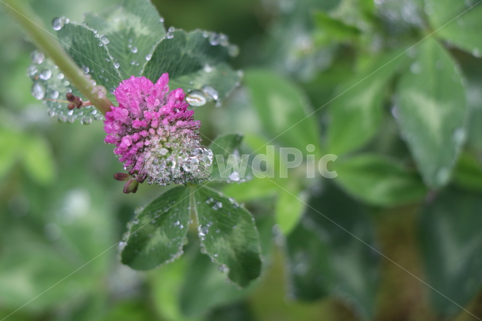 핑크,꽃,토끼풀꽃,오월,비오는날,빗방울길,식물,자연,plants,nature,꽃,flower