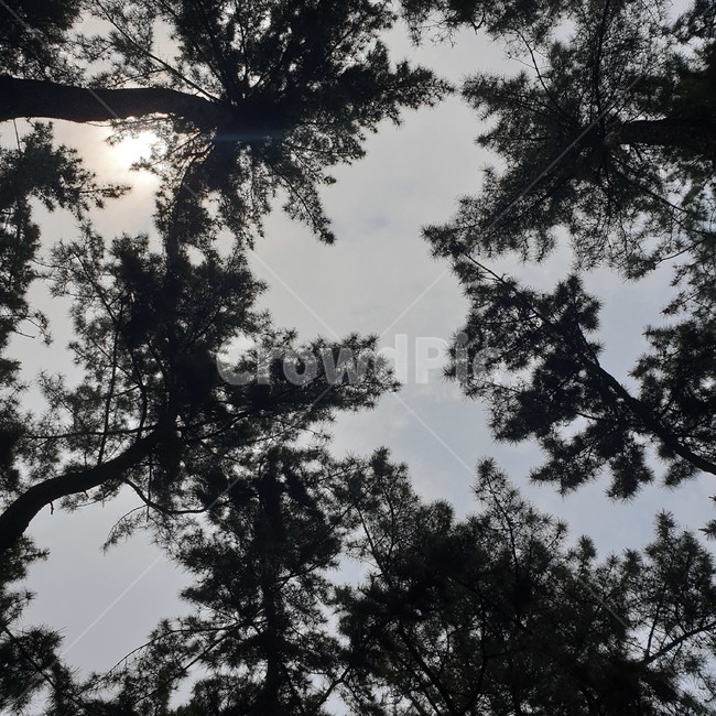 자연,나뭇잎,하늘,sky,leaf,nature,나뭇가지,twig,고요한,바람이없는,차분한,calm,sunlight,햇빛