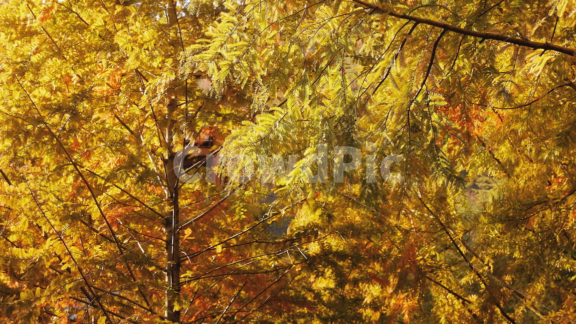 나무,자연,풍경,가을,단풍,숲,가을,계절,fall,autumn,season,식물,자연,plants,nature,나무,trees,wood,tree,plant,maple,leaf,잎