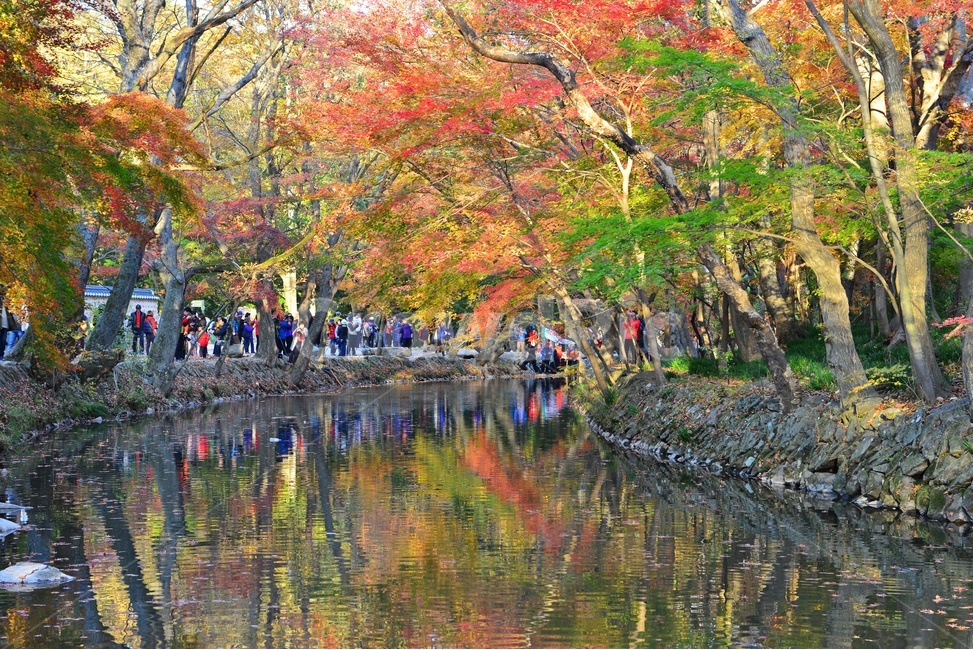 고창,선운사,도솔천,선운사가을,도솔천만추,계곡,가을,계절,추색,추경,만추,경치,경관,풍경,water,물,leaf,잎,nature,자연,outdoors,옥외,maple,단풍,plant,식물,tree,나무,treetrunk,나무줄기
