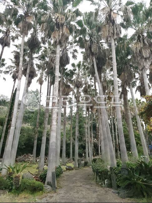 여름, summer, palmtree, 야자수, tree, 사진,이미지,일러스트,캘리그라피 - 재명이네작가