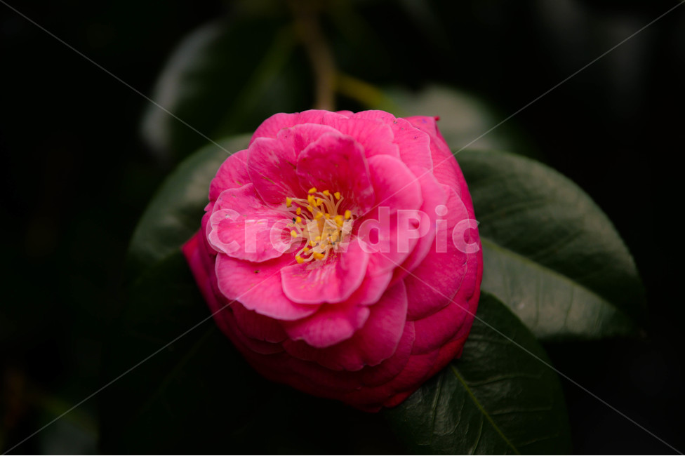 겹동백,동백꽃,꽃,풍경,제주,겹동백꽃,자연,식물,자연,plants,nature,꽃,flower,감성,sensible,feeling