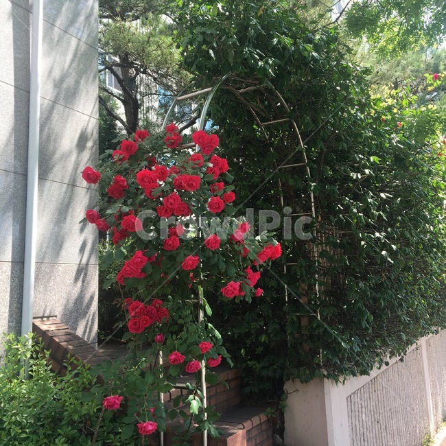 garden,정원,outdoors,장미,붉은장미,rose,대문