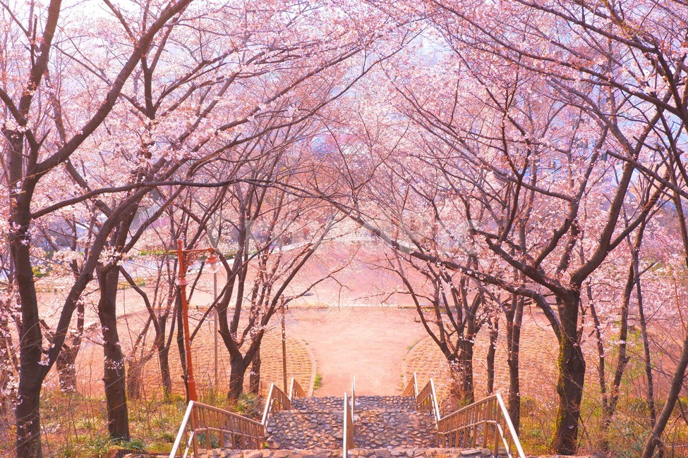 나무,봄,길,힐링,배경,식물,plant,아름다운,벚꽃