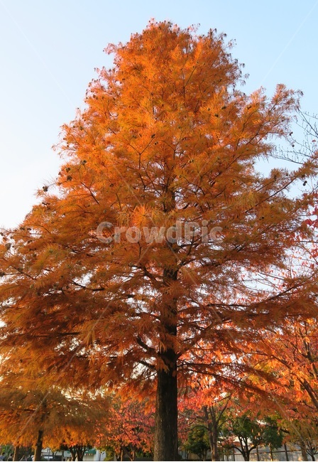 가을,낙엽,주황,공원,단풍,가을,계절,fall,autumn,season,식물,자연,plants,nature,나무,trees,wood,tree,plant,maple