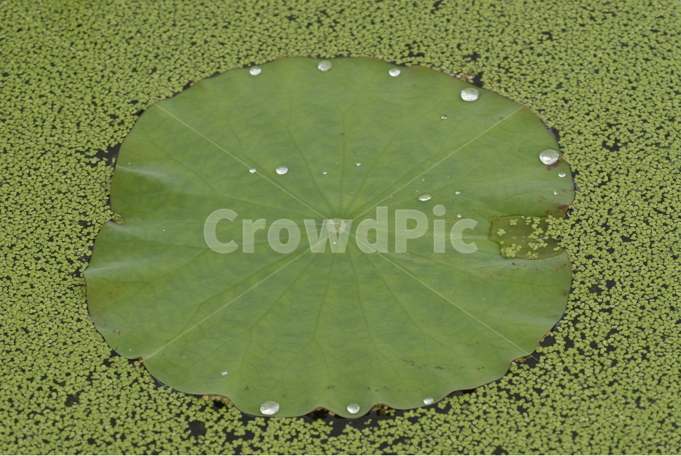 연꽃,꽃,연잎,물방울,꽃잎,식물,자연,plants,nature