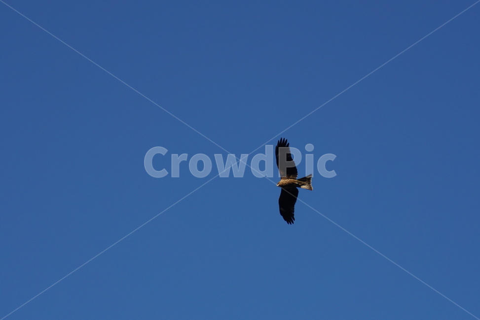 매,독수리,자유,용맹,하늘,새,맹금류,hawk,eagle,free,감성,sky,파란색,동물,animal,조류,새,birds