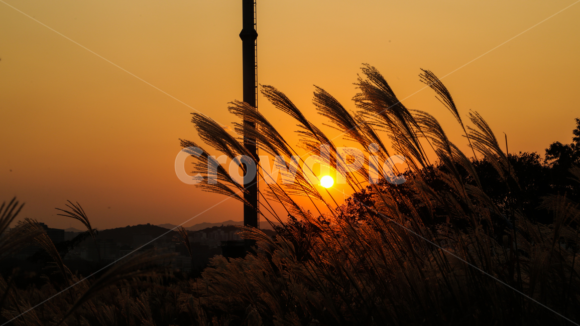 노을,억새,갈대,하늘공원,태양,하늘,해질녘,풍경,일몰,가을,계절,자연,nature,sunlight,sunset,sky,redsky,sun,grass,풀,flamegrass,plants,silvergrass,landscape,seaseon,자연,풍경,nature,landscape,outdoors,옥외,dusk,황혼,dawn,새벽,red sky,붉은 하늘,햇빛