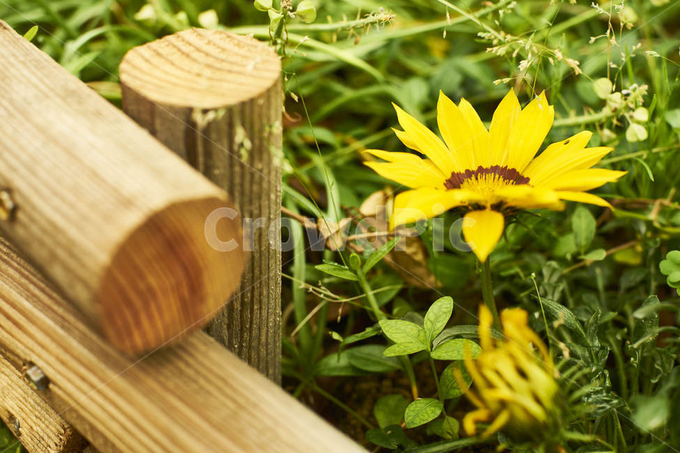 꽃,flower,나무,자연,식물,green,yellow,길,도시,휴식,힐링,식물,자연,plants,nature,꽃,flower