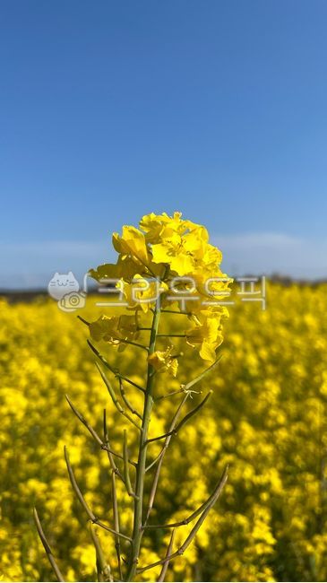 nature,yellowflower,yellow flower,yellow,flower,spring,spring flowers,plant,rape flower