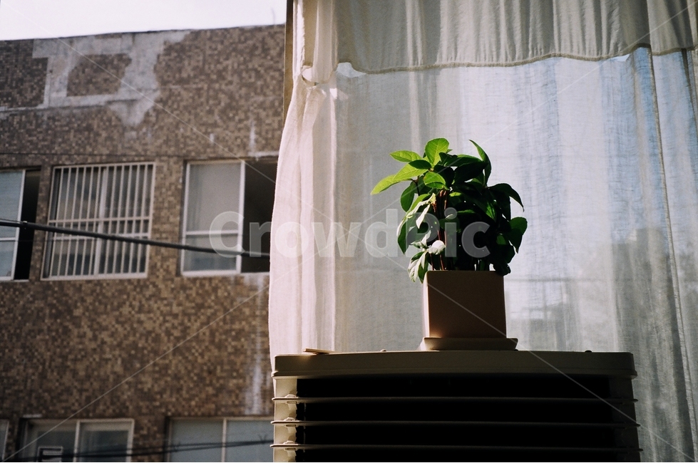 화분,필름,감성,햇빛,따뜻함,건물,식물,자연,plants,nature,감성,sensible,feeling