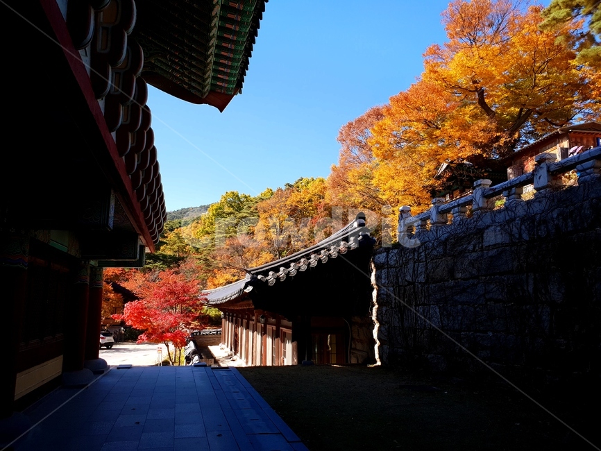 사찰,풍경,가을,낮,단풍,가을,계절,fall,autumn,season,한국전통,한국문화,korean traditional,korean culture,건축물,건물외관,exterior,building,structure,architecture,construction,tree,나무,plant,식물,maple