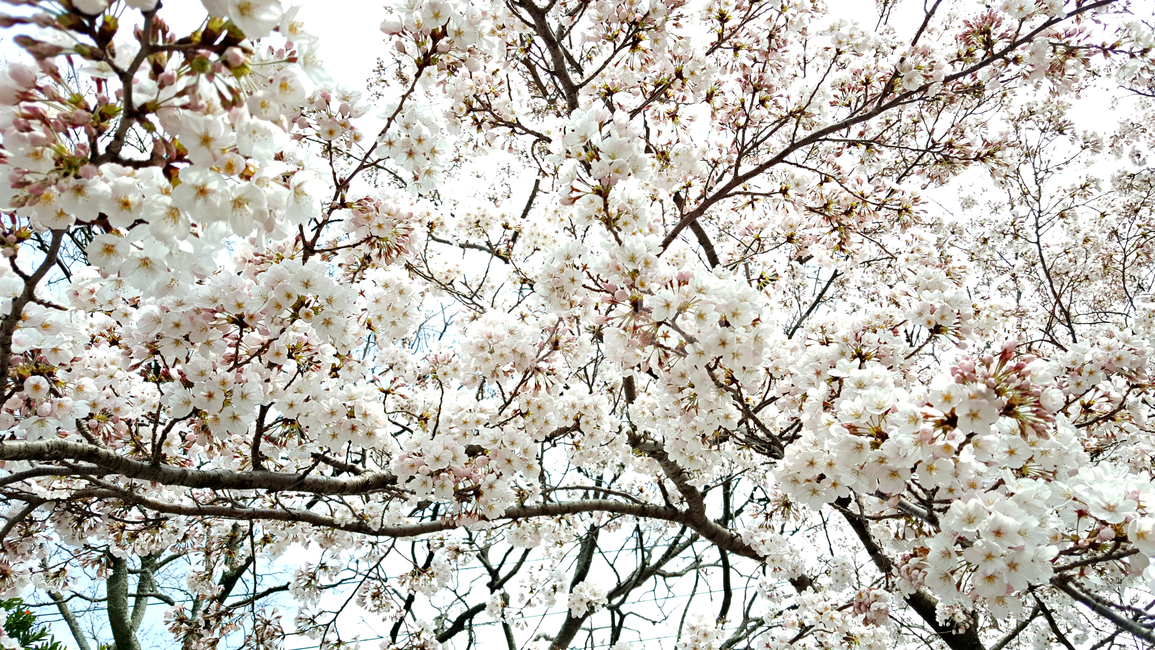 벗꽃,벗나무,봄,cherryblossom,벗꽃길